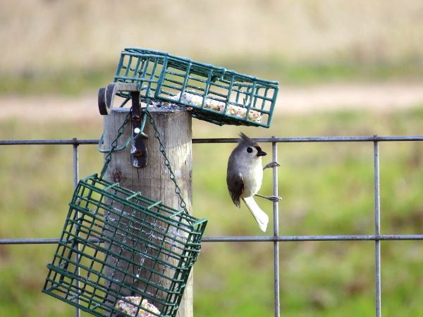 photo bird2_600_zpsza8ohog6.jpg