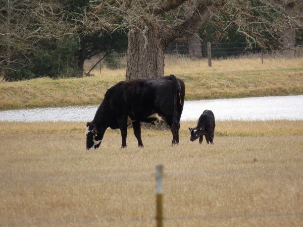 photo mama and newborn_600_zpslqiwsqzh.jpg