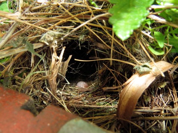 photo egg 1_600_zpsjqtarueg.jpg