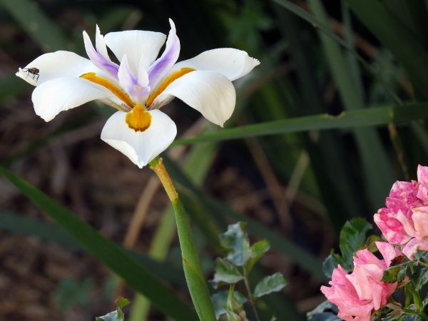 photo iris 2_600_zpscidjlpsy.jpg