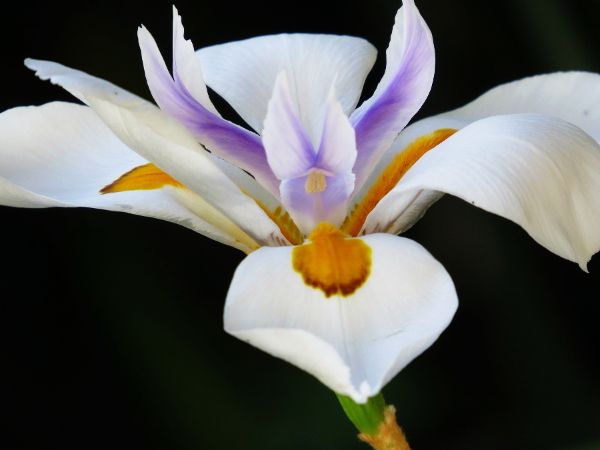 photo iris2_600_zpsw7sup00l.jpg