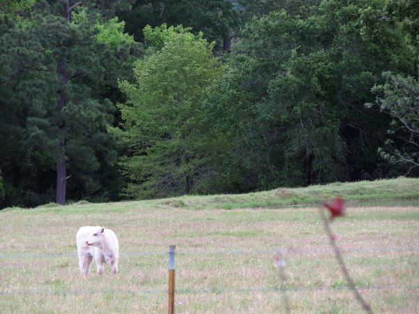 photo white calf_600_zpsy7tix7ey.jpg