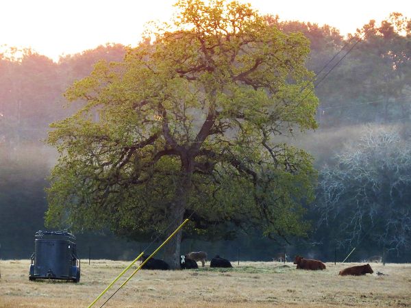 photo deer and cattle 2_600_zpsedwfyytk.jpg