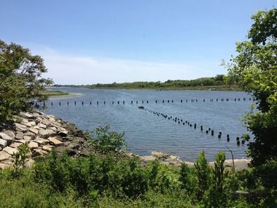 Views of the Salt Marsh