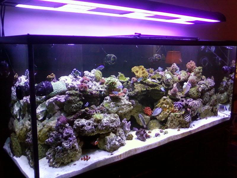 Fishtank3.jpg