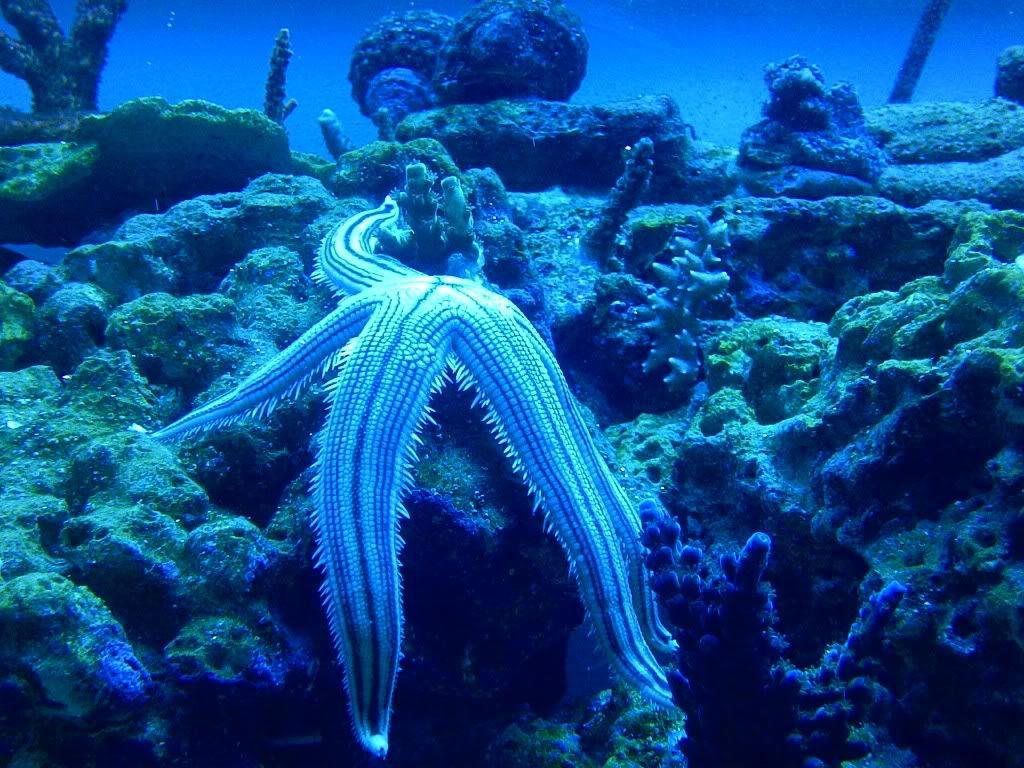 starfish.jpg