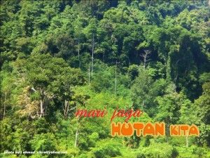 Panglima Uteun, Penjaga Hutan yang Kian Tergerus Zaman.... Panglima Uteun, Penjaga Hutan yang Kian Tergerus Zaman....