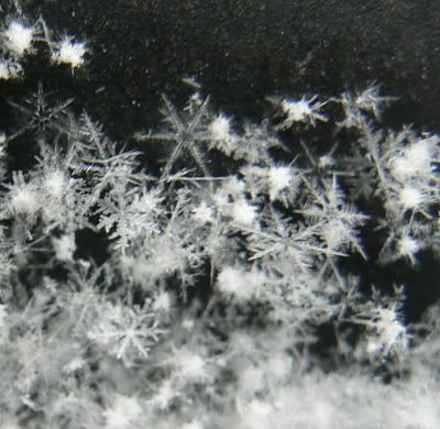 [Image: snowflakes2.jpg]