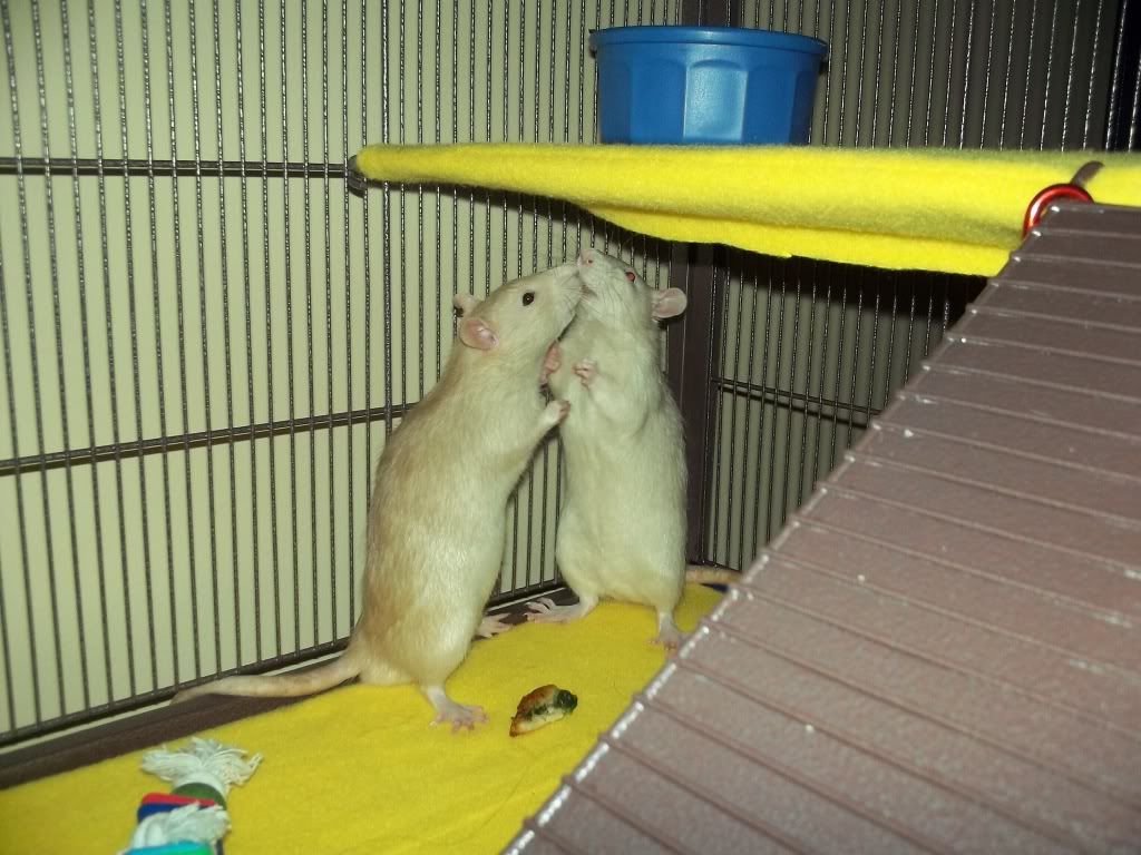 http://i1086.photobucket.com/albums/j446/terrapm/Rats/100_0217.jpg