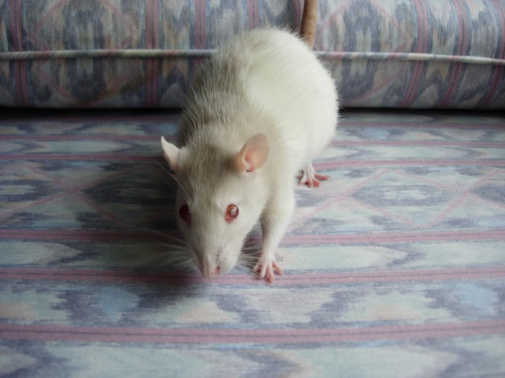 http://i1086.photobucket.com/albums/j446/terrapm/Rats/DSCN0395.jpg