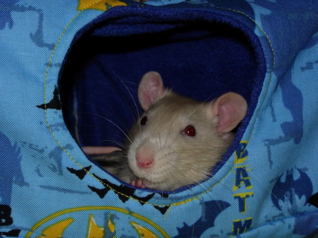 http://i1086.photobucket.com/albums/j446/terrapm/Rats/DSCN0769.jpg