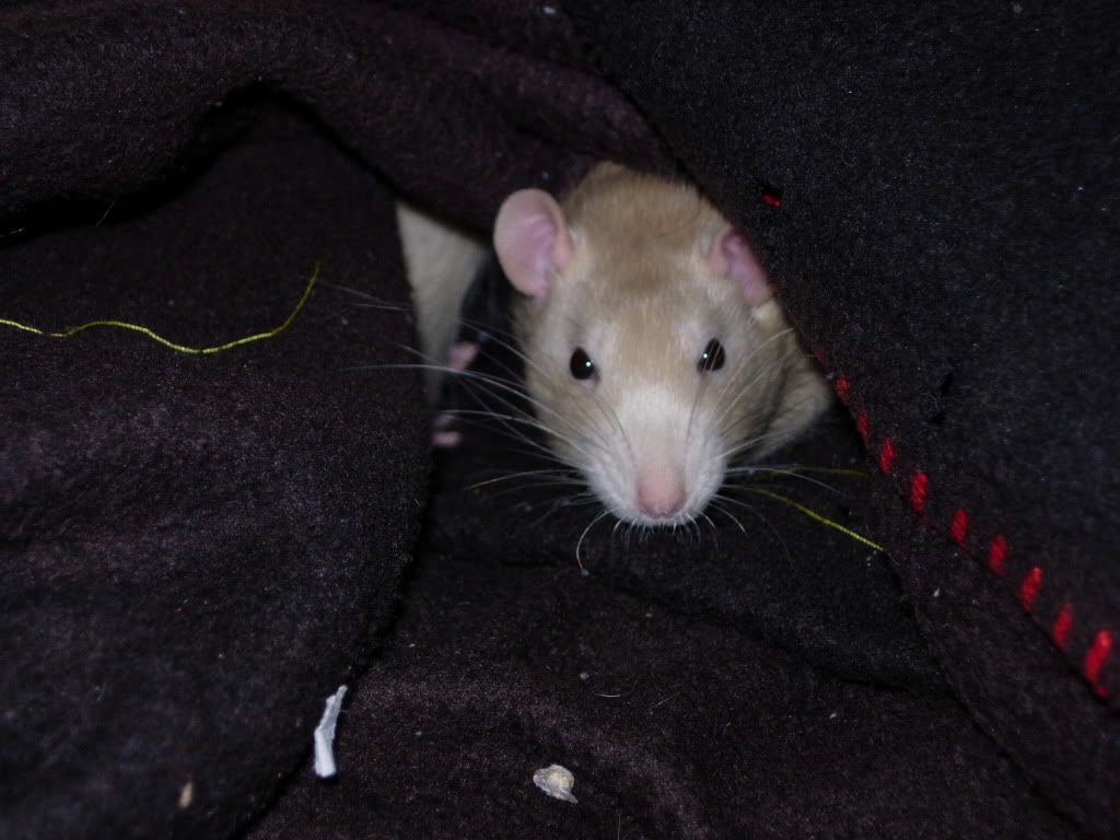 http://i1086.photobucket.com/albums/j446/terrapm/Rats/DSCN0783.jpg