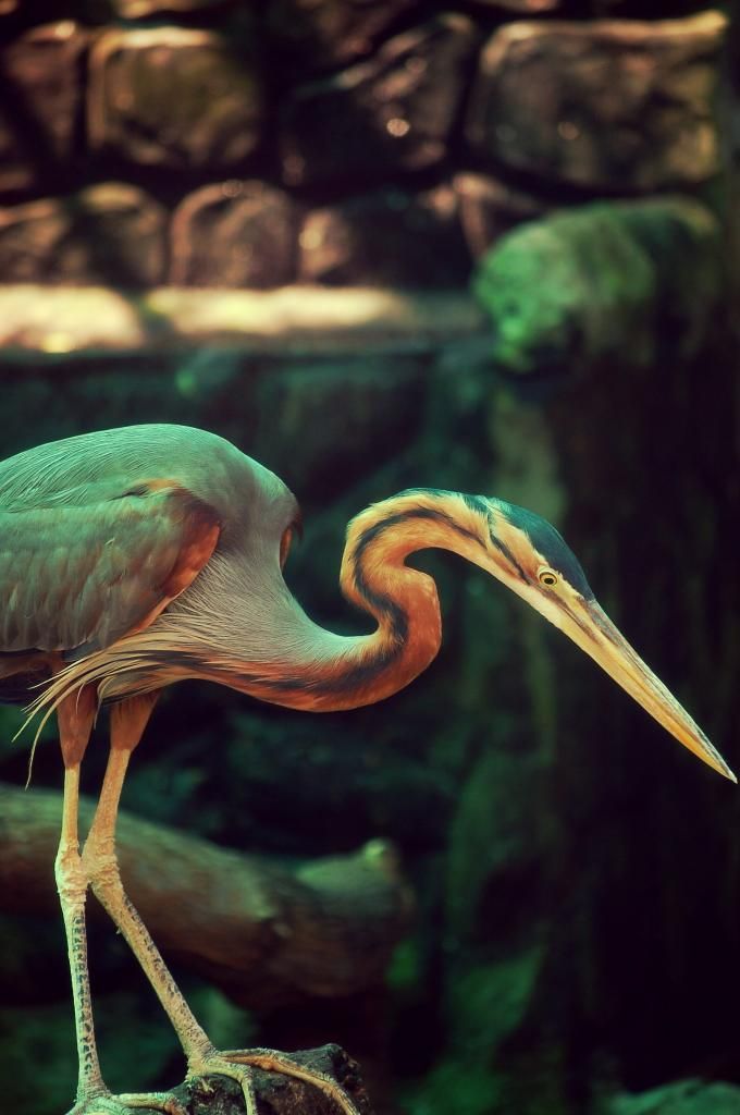 HCM Cần bán Nikon D50 new 98% fullbox giá 3tr8 - 7