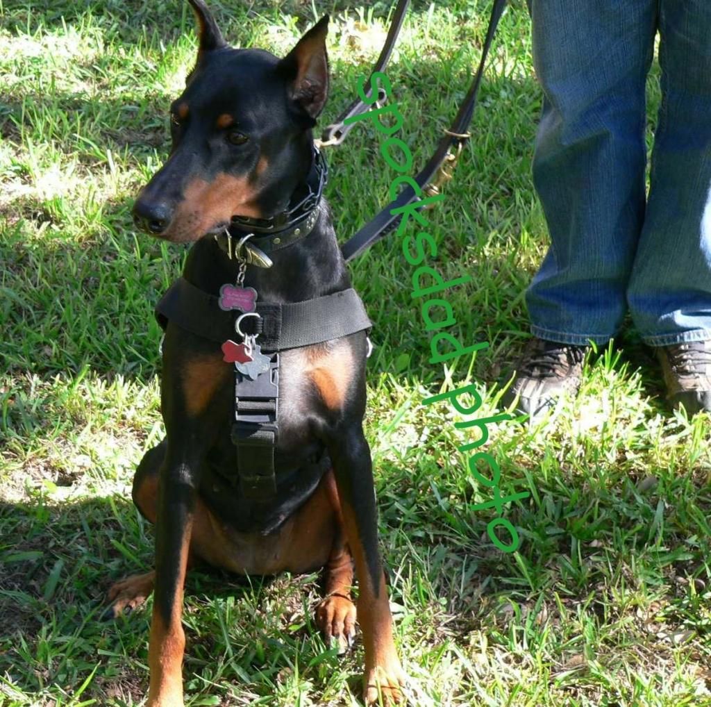 No Pull Harness for Brandy Doberman Forum Doberman Breed Dog Forums