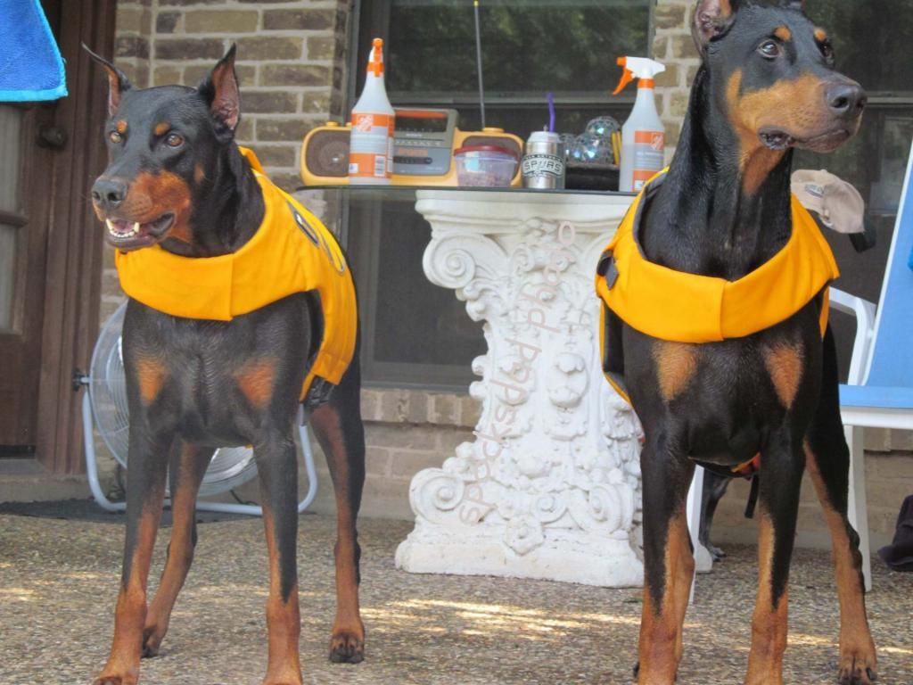 Ruff wear life jacket size for an 11 old month female doberman