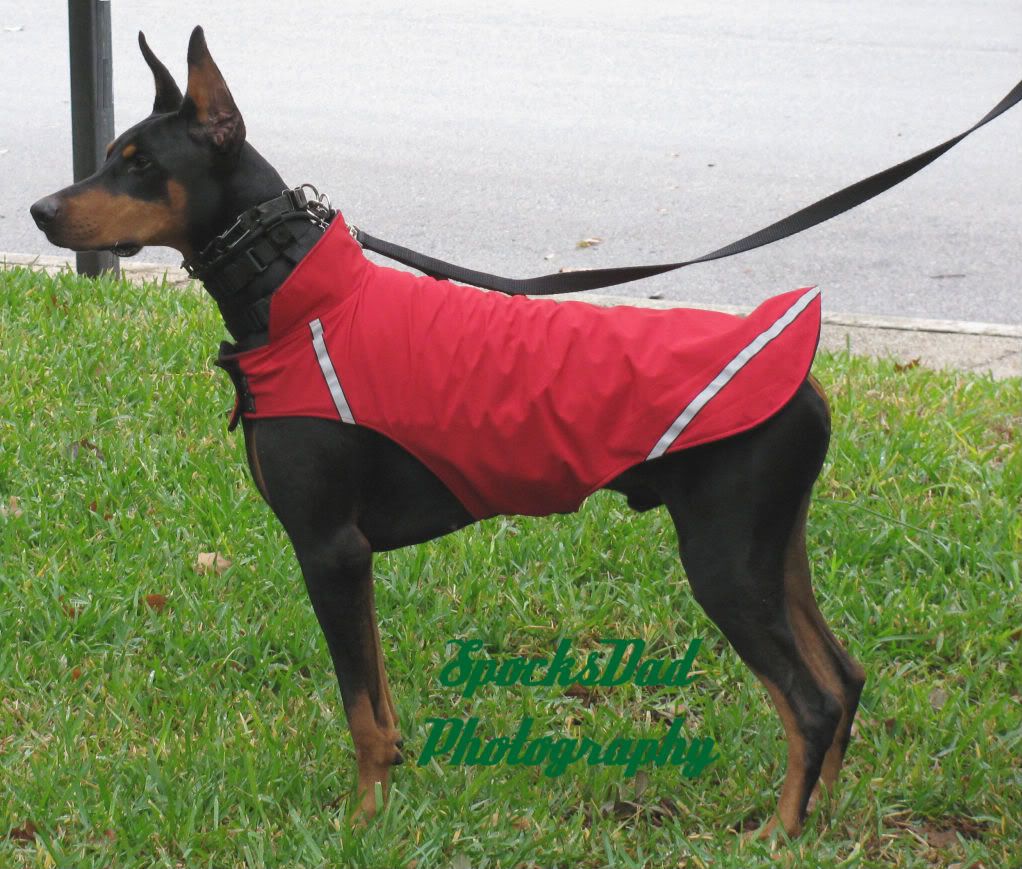 Illusion Dog Collar For Sale Illusion Dog Collar For Sale