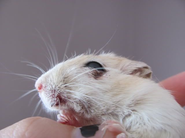 Gerbil Fighting