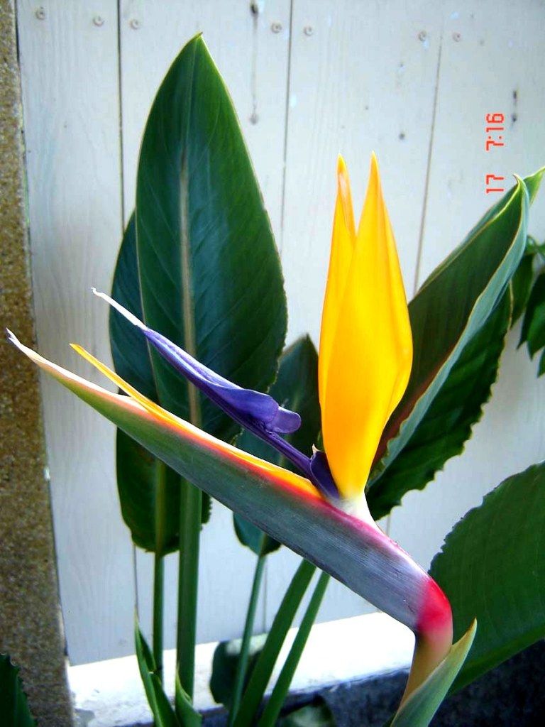 Dwarf Bird of paradise (Strelitzia reginae) Rare Blooming Size 1 Plant