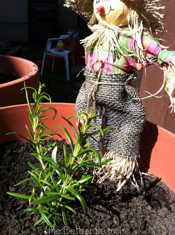 Plants and herbs are essential to every outdoor play space for children. http://thedeliberatemom.com