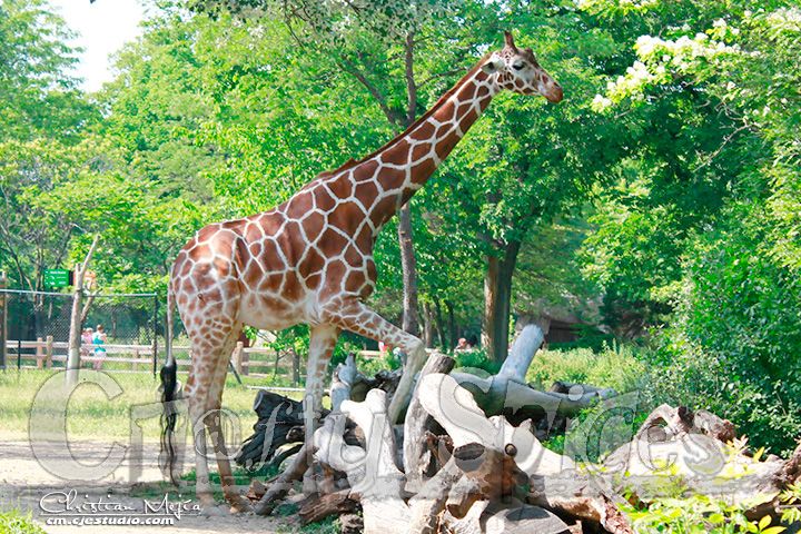 Giraffe an African mammal with a very long neck and forelegs,