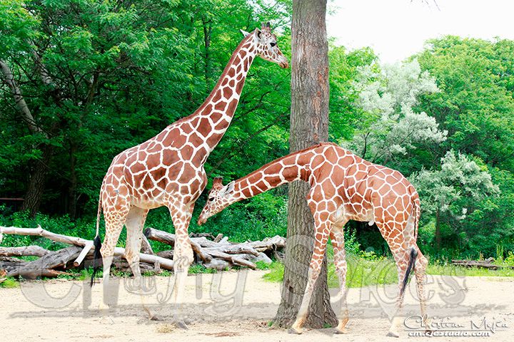 Giraffa camelopardalis.