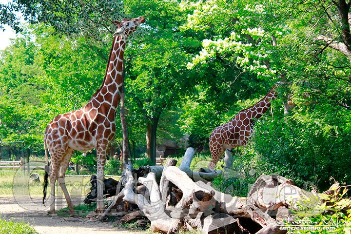 French girafe, Italian giraffa, Spanish and Portuguese girafa, based on Arabic zar?fa.