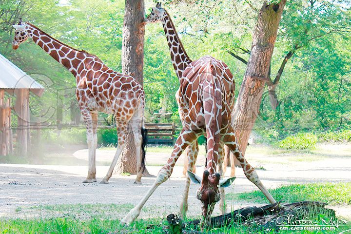 Giraffes are the world's tallest mammals.