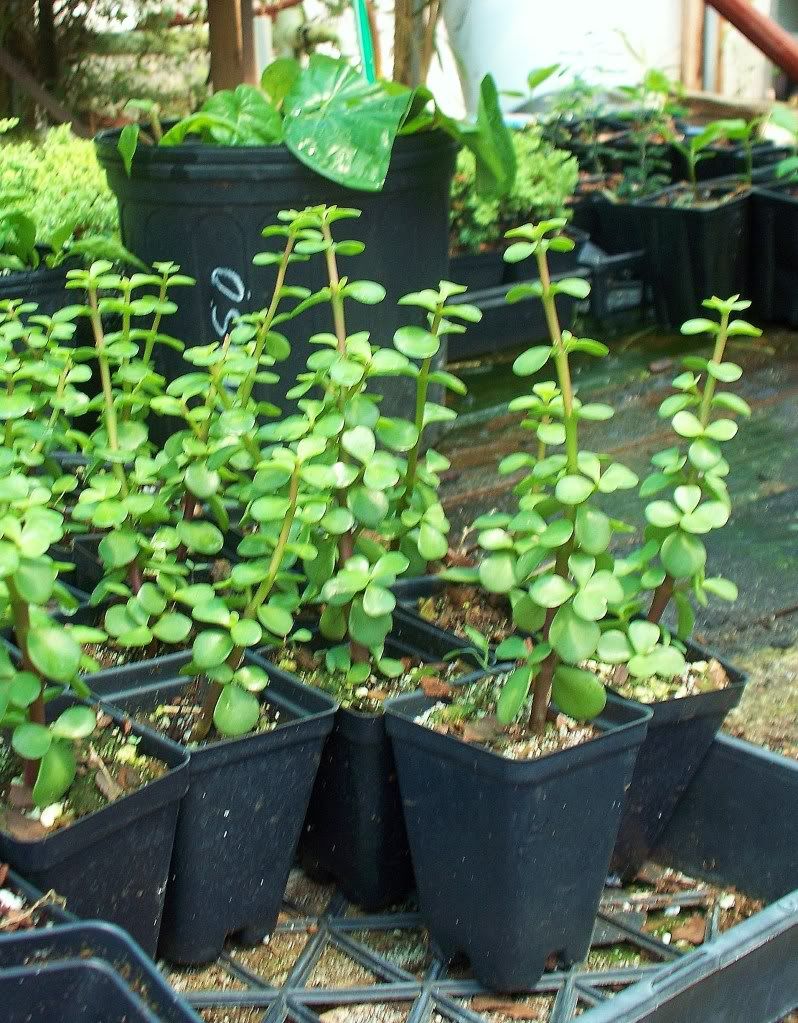 ELEPHANT BUSH Portulacaria Afra BONSAI Live Plant eBay