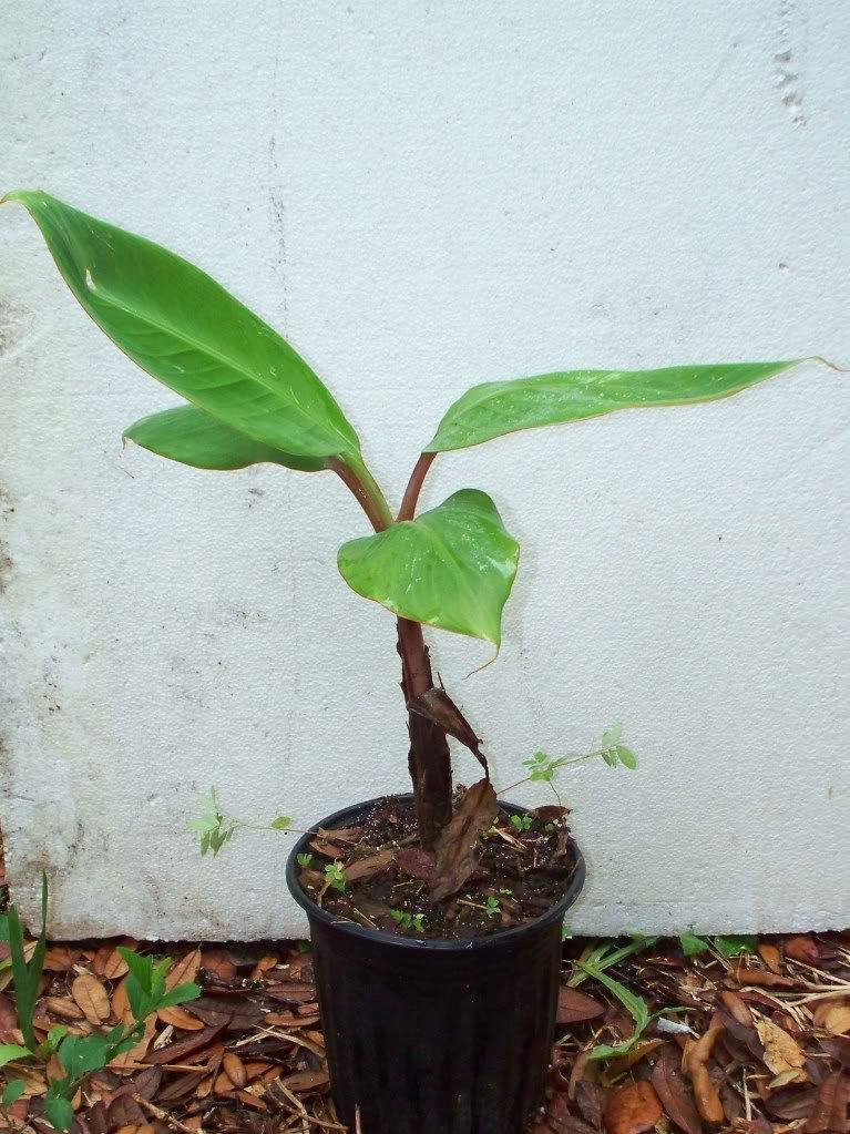 DWARF JAMAICAN RED Banana Tree BIG 1 gallon LIVE Plants COLD HARDY