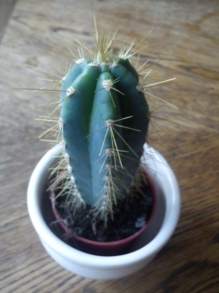 Billede