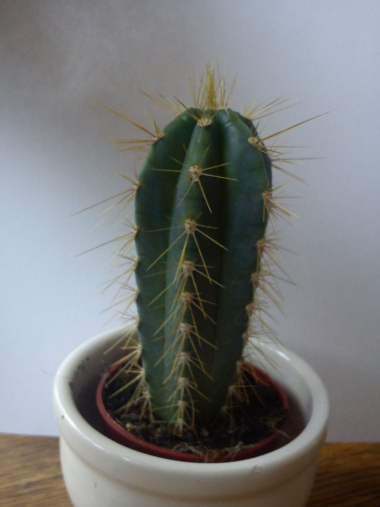 Billede