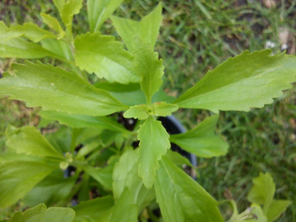 Billede