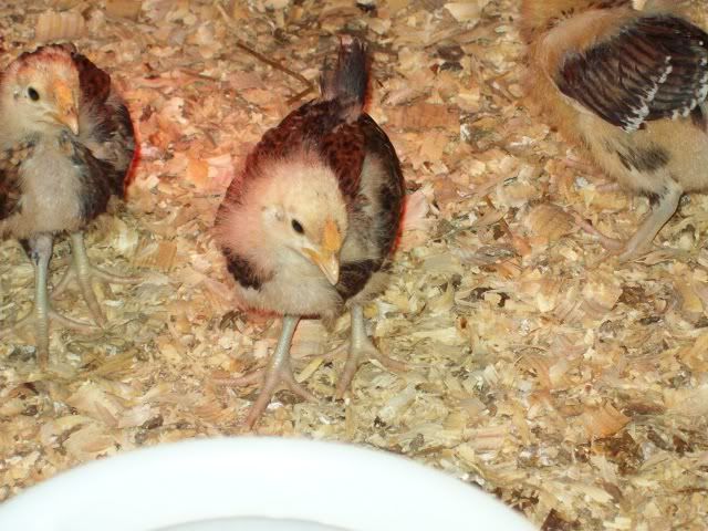 RedcapFarm00314-2-2011.jpg