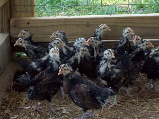 RedcapFarm00344-9-2011.jpg