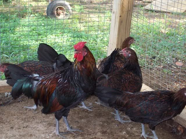 RedcapFarm00727-31-2011.jpg