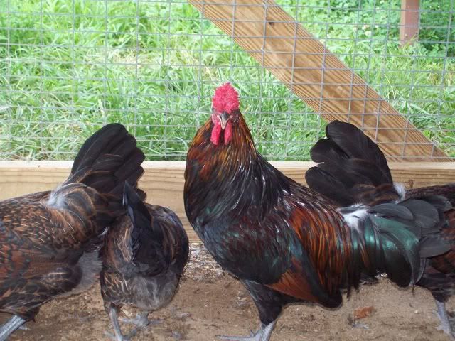 RedcapFarm00747-31-2011.jpg