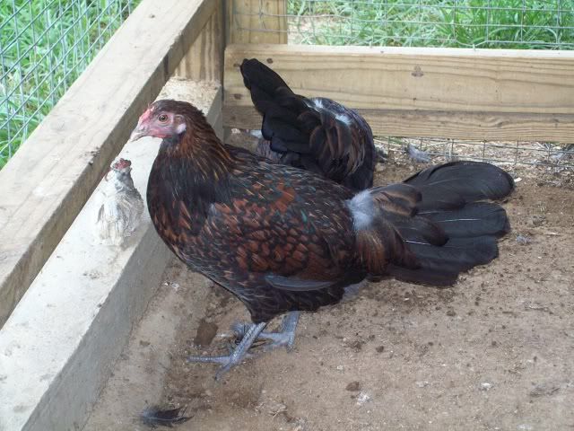 RedcapFarm00767-31-2011.jpg