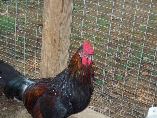 RedcapFarm00777-31-2011.jpg