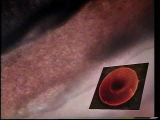 PDVD 001 45 - El Cuerpo Humano [3 DVD5] [Esp-Fran-Ing] [FSV-FSN-MG.dlc]