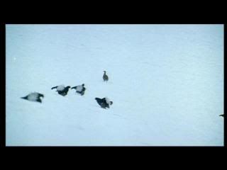 PDVD 003 34 - Las alas de la naturaleza (2002) [1 DVD9 + 1 DVD5] [FSV-MG-FNC.dlc]