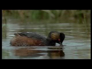 PDVD 004 34 - Las alas de la naturaleza (2002) [1 DVD9 + 1 DVD5] [FSV-MG-FNC.dlc]