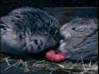 PDVD 006 31 - Animales Sobrenaturales BBC (2003) [2 DVD9] [MG-FSV-FSN.dlc]