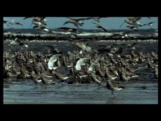 PDVD 007 33 - Las alas de la naturaleza (2002) [1 DVD9 + 1 DVD5] [FSV-MG-FNC.dlc]