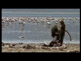 PDVD 009 30 - Las alas de la naturaleza (2002) [1 DVD9 + 1 DVD5] [FSV-MG-FNC.dlc]