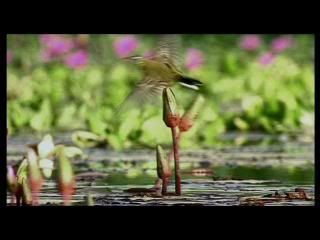 PDVD 011 19 - Las alas de la naturaleza (2002) [1 DVD9 + 1 DVD5] [FSV-MG-FNC.dlc]