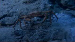 PDVD 012 7 - Misterios del océano (2005) [DVD9] [MG-FSV-FSN.dlc]