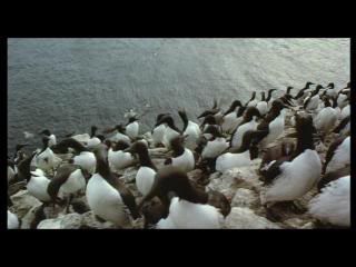 PDVD 015 10 - Las alas de la naturaleza (2002) [1 DVD9 + 1 DVD5] [FSV-MG-FNC.dlc]