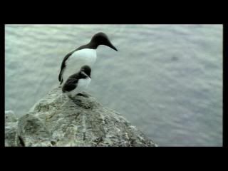 PDVD 016 11 - Las alas de la naturaleza (2002) [1 DVD9 + 1 DVD5] [FSV-MG-FNC.dlc]