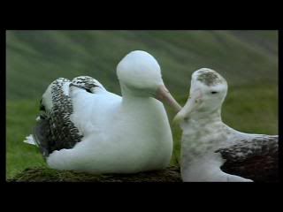 PDVD 017 10 - Las alas de la naturaleza (2002) [1 DVD9 + 1 DVD5] [FSV-MG-FNC.dlc]