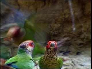 PDVD 017 9 - Animales Sobrenaturales BBC (2003) [2 DVD9] [MG-FSV-FSN.dlc]
